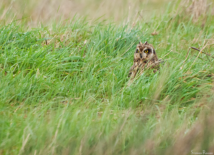 Hibou des marais