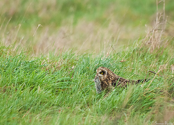 Hibou des marais