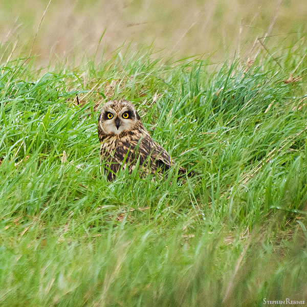 Hibou des marais