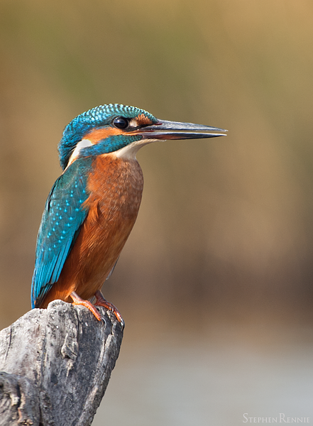 stages photo oiseaux