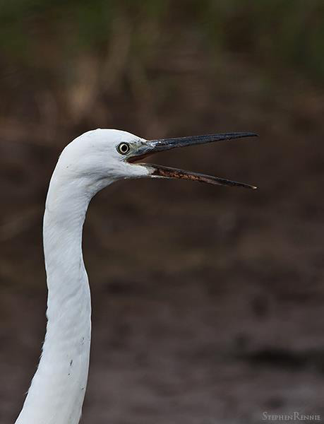 Aigrette garzette