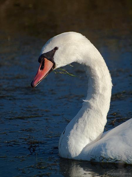Cygne Tuberculé